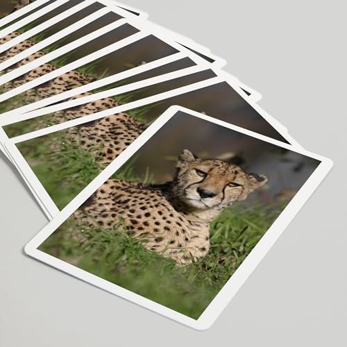 Lantern Press Cheetah in Grass, baraja de 52 cartas póker miniatura 5