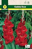 Mascarell Semillas, GLADIOLO OSCAR, Semillas Bulbosas, Bulbos de Flores Primavera Fácil de Cultivar, Bolsa 10 Bulbos