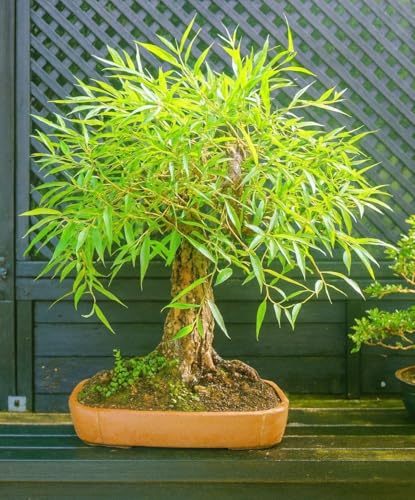 Bonsai Globe Willow Tree - Large Thick Trunk Cutting - Naturally Round & Symmetrical Canopy - Indoor...