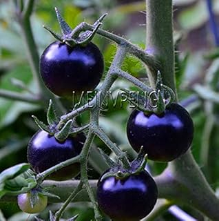 . The New 2018! Rare Bonsai Black Tomato, Very Tasty Nutritional Nutritional burgiera Vegetables Plant, Garden Bonsai Flowers, 100flores: only Seeds