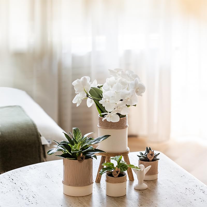 Juego de plantas de bambú blanco – Orquídea blanca Amabilis Ø9 cm + planta verde con maceta de cerámica – Planta de interior floreciente fresca del cultivador – 2 – 3 tallos