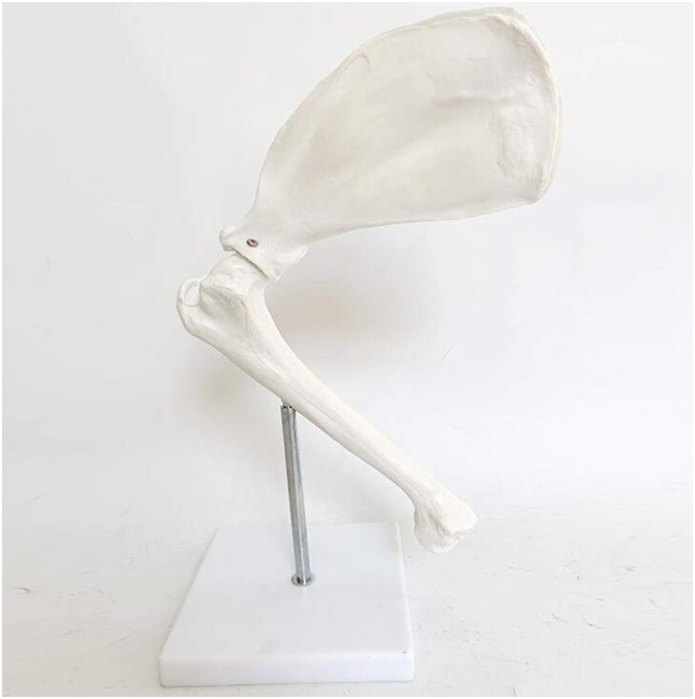 sjdoPulse Canine Shoulder Joint Model - Canine Bone Animal Skeleton Anatomy Dog Scapula Canine Bone Model Canine Skeleton Bone Vertebral Anatomical Model for Study Teaching (A)