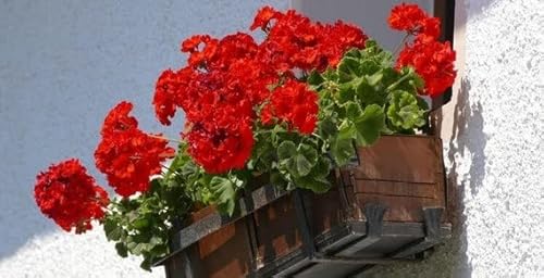 Giardino Geranio Bicolore Rouge F2 - Colorama - 10 semi - Pelargonium - Balcone - NPWS