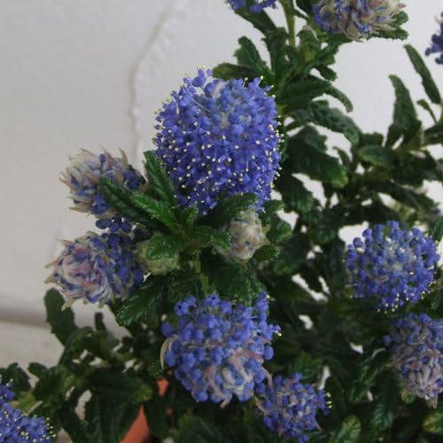 Amazon セアノサス カリフォルニアライラック パシフィックブルー4号ポット 濃い青色の印象的な花 植木 Amazon セアノサス カリフォルニアライラック パシフィックブルー4号ポット 濃い青色の印象的な花 植木