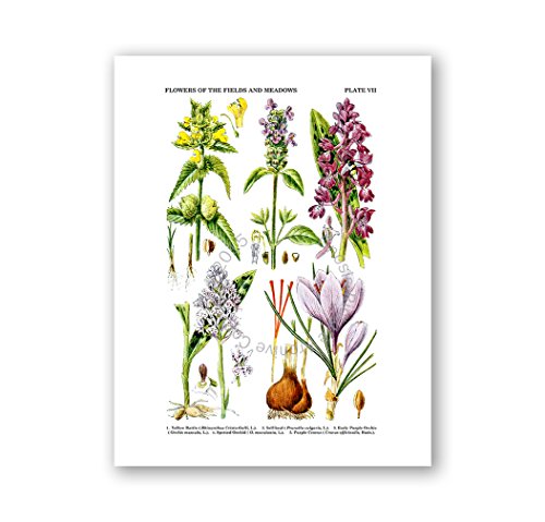 Gnosis Picture Archive Botanical Prints Wall Art Wildflowers Art Set Of 6 Unframed Art Prints #TOP5