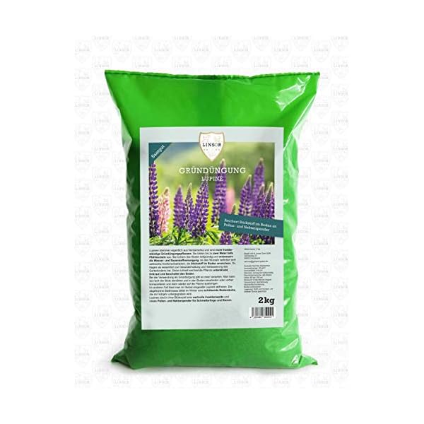 Linsor Lupinen Gründünger, blaue Süßlupine, Blumensamen, Bodenverbesserer Herbst, 2kg für 60m²