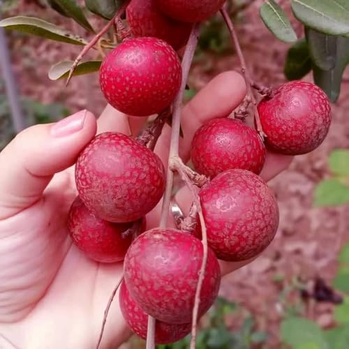 Image of All-Time12 Months Hybrid Grafted Guti Kolom Live Fruit Plant Original & Authentic for Outdoor Fast-Growing Fruit Plant Home Pack Of-1 (Red Ruby Longan plant Pack of-1, Medium)
