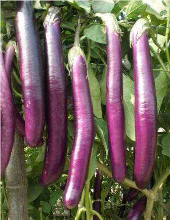 Bhajanlal Greenery Vegetable seeds- Hybrid F1 Brinjal Long Purple 50+ Seeds (B07LDFGK9N) Amazon Price History, Amazon Price Tracker