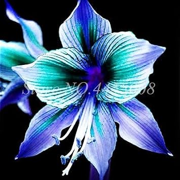 SVI Fresh 100 pcs Amaryllis Flower Not Bulbs Seeds for Planting Sky Blue