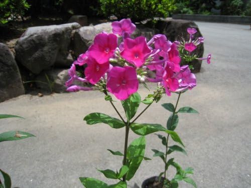 Amazon 6か月枯れ保証 下草 宿根フロックス 0 2m 花 Amazon 6か月枯れ保証 下草 宿根フロックス 0 2m 花