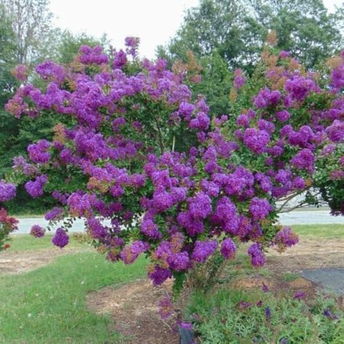 Velmas Royal Delight Crape Myrtle ~ Extremely Dark Purple Flowers