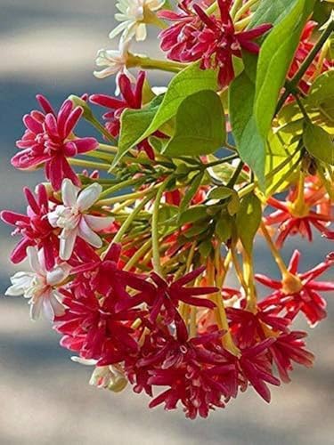 Image of Madhumalti Rangoon Creeper Live Plant with Pot | Madhu Malati Double Petal Highly Fragrant Climbing Flower Vine | Fast Growing Flowering Creeper for Home Garden Balcony Terrace Decor | Pack of 1