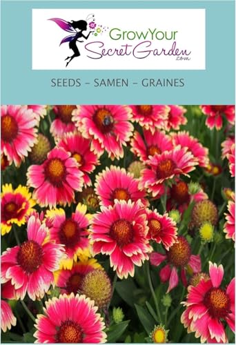 Gaillarde vivace Arizona Red Shades, Gaillardia - vivace