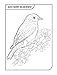 Wild Animals of Pennsylvania Coloring Book: Color & Learn About Birds, Fish, and Mammals that Live in Our National Parks, Mountains, Rivers, and Streams (Design Originals) Wildlife Coloring Pages