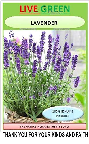 LIVE GREEN Lavender Microgreen Salad Leaf 100% Organic Seeds (B07MRCDK7M) Amazon Price History, Amazon Price Tracker