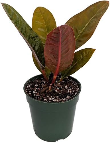 Bird's Nest Anthurium superbum - Fácil de cultivar - Maceta de 4 pulgadas - Serie de coleccionistas