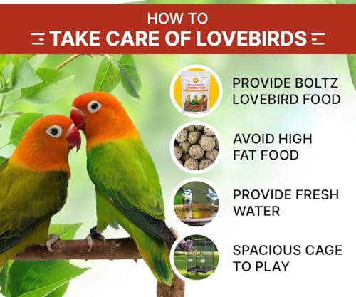 Image of Boltz Bird Food for Cockatiel & Lovebirds Mix Seeds 1.2 Kg * 4, Canary Seed, Sunflower Seed, All Stage Bird Food, Natural and Healthy Premium Seeds, Improve Birds (Mix Seed,4800 Gm)