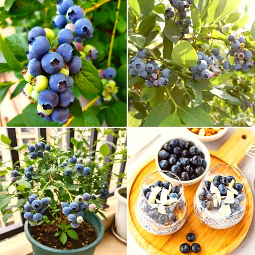 CarpetC 200+ Blueberry Seeds for Planting, Perennial Fruit Bush Vaccinium