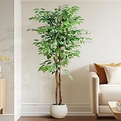 Ficus Green(6ft)
