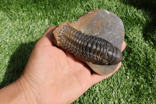 Image of Trilobite Crotalocephalina Trilobite Fossil Trilobites Rock Trilobite Fossils from Morocco Trilobite Fossil Trilobite A237