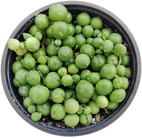 SUCCULENTS BOX | Healthy Succulent, Houseplant String Live Easy Care Indoor House Plant, Fully Rooted in 2/4/6 inch Sizes (4 inch, String of Pearls)