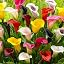10 Calla Lily Collection