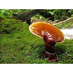 Alternative view of Diamond Interest 4 in 1 CafÃÆÂ© Healthy Coffee with Ganoderma - Creamer and Sugar (2 Packs)