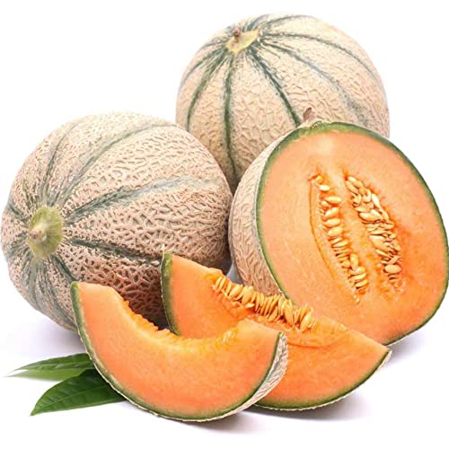Charentais Melon Seeds French Cantaloupes Annual Gmo Free Rich In Vitamins Organic Garden Trellis Outdoor 20Pcs Fruit Seeds By Yegaol Garden #TOP1
