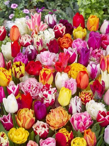 Premium Mix Pflückgarten 100 Stück Tulipa Blumenzwiebeln Tulpenzwiebeln Früh und Spätblüher