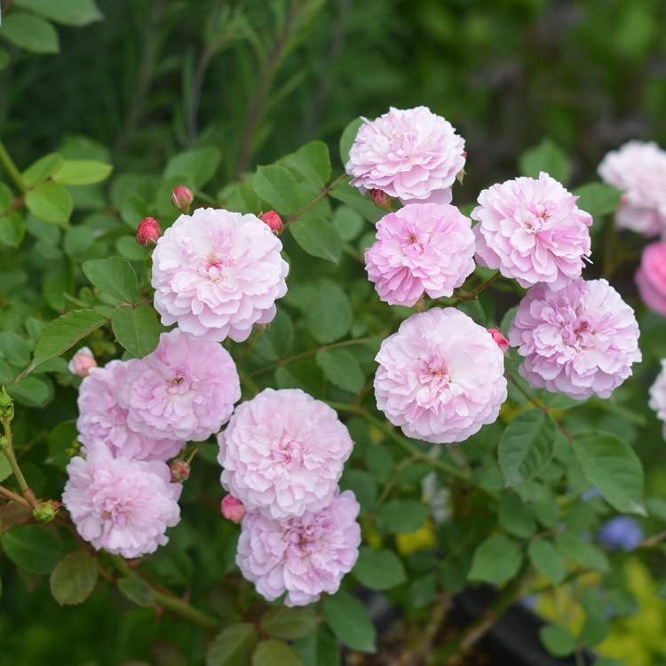 アンティーク 洗礼者聖ヨハネと羊プチポワン 薔薇朝顔菫ニードルポイント 麻布付 アンティーク 洗礼者聖ヨハネと羊プチポワン 薔薇朝顔菫ニードル