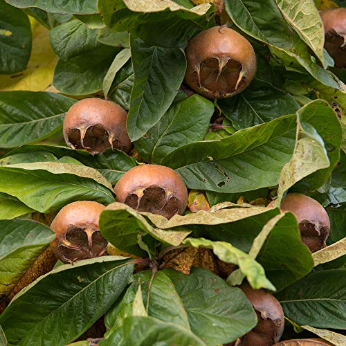 Thompson & Morgan Hardy Crab Medlar Fruit Tree ‘Nottingham’ 1