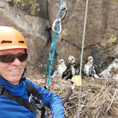 Icons of the wild: bald and golden eagles copertina