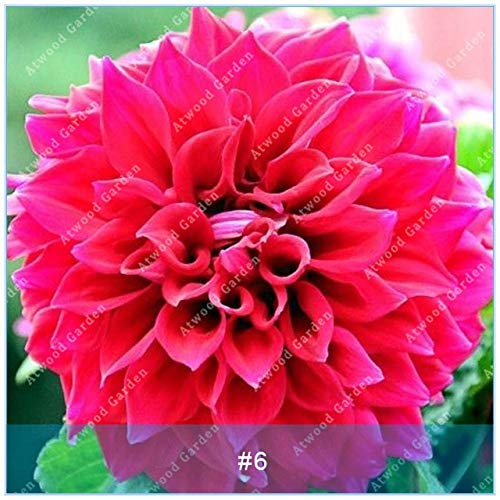 Colorful Dahlia Seeds Flower Beautiful Perennial Dahlia Flower Seeds