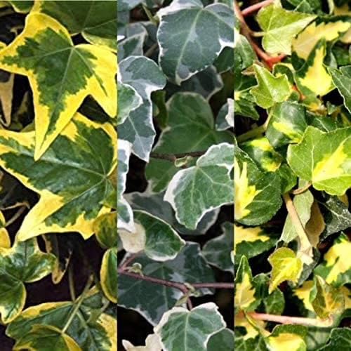 Prestige Plant Live Ivy Plant Mix – Set of 3 | Easy-Care Trailing Houseplants | Air-Purifying Indoor Greenery | Perfect for Hanging Baskets, Garden, Pots & Home Décor