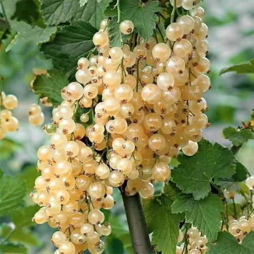 grosella espinosa resistentes - semillas de balcon decorativas - Serie Raras Semillas de para en espaldera grosella 35pcs