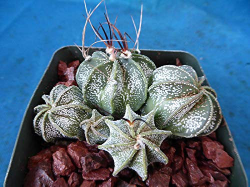 Astrophytum Capricorne Four (4!) Plants Great Spines/Colors Nice (Shipped Bare Root!) #TOP4