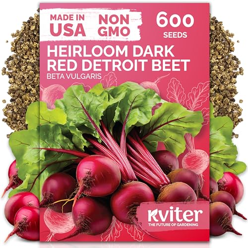 KVITER 600 Detroit Dark Red Beet Seeds (Beta vulgaris) - Known As Beet Root, Tender & Sweet 2-3' Red Beets - Non Gmo & Heirloom Vegetable Seeds For Planting Outdoors in Garden, Raised Beds, Containers