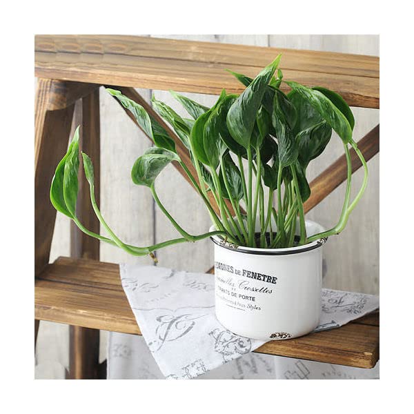 【観葉植物】ポトス　テルノシャングリラ　鉢ごと flower-net_z210519101