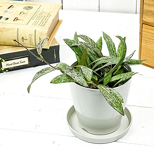 PLANCHU ϗtA z VMeBX 3.5 󂯎Mt ĕt Hoya sigillatis TN 