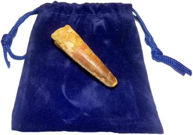 DINOSAURS ROCK® Genuine Spinosaurus Dinosaur Fossil Tooth - 1.5"