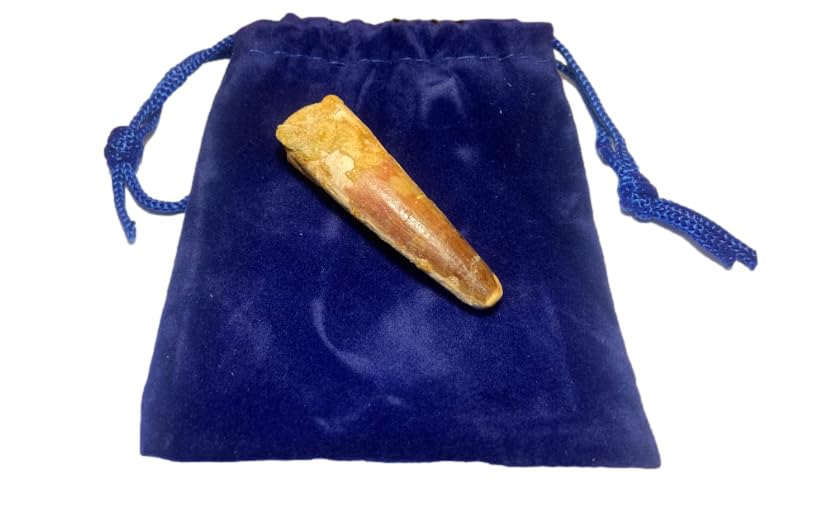 DINOSAURS ROCK® Genuine Spinosaurus Dinosaur Fossil Tooth - 1.5"