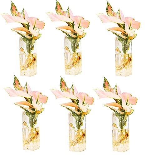 Hanging Glass Terrariums Wall Hanging Planters Plant Terrarium Wall Vases Plant Tubes Pack Of 6 #TOP1