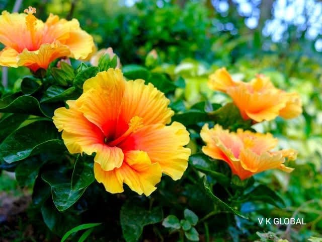 V K GLOBAL Live Gudhal - Hibiscus Flower Plant I