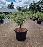 GRDplanten