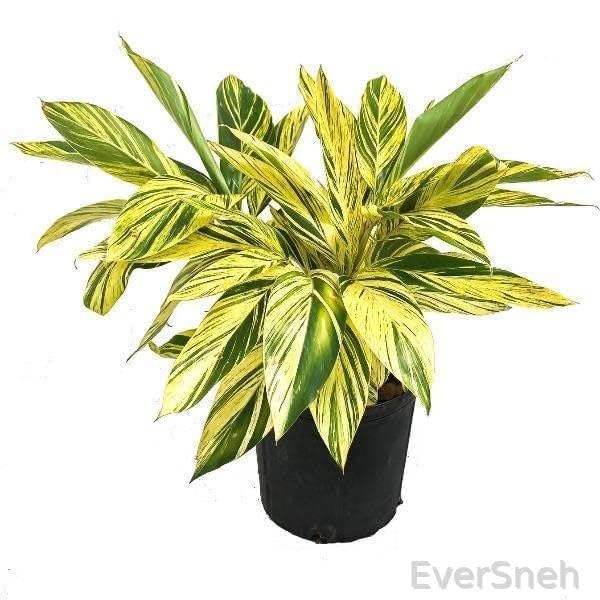 EverSneh Real Live Alpinia zerumbet Variegata 4 Inch Nursery Pot Shell Ginger – Variegated Indoor Plant Pack Of 1 Healthy Plant (B0BSWGZWSS) Amazon Price History, Amazon Price Tracker