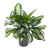 Aglaonema Silver Moon Kolbenfaden silbrig grün panaschierte Blätter pflegeleicht Zimmerpflanze