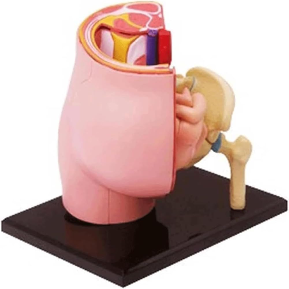 Model Anatomii Ciąży, Model Tułowia Ciąży, Żeńskie Płód Miednicy 27 Części, Model Ciąży Dla Medycznych Materiałów Dydaktycznych