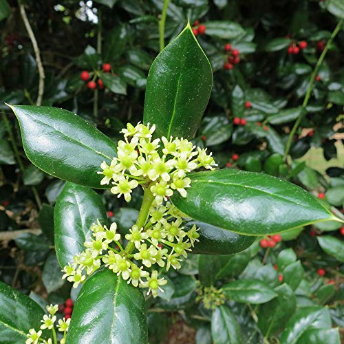 Perfect Plants Dwarf Burford Holly Live Plant, 1 Gallon, Includes Care Guide #TOP4