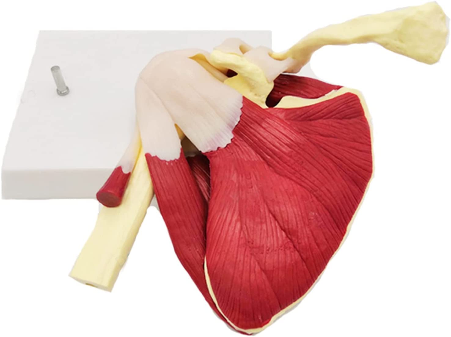 Épaule Humaine avec Modèle D'anatomie Musculaire Modèle De Muscles De L'articulation De L'épaule, Modèle D'épaule en PVC avec Ligaments Anatomie De L'épaule pour Outil Éducatif Anatomicals
