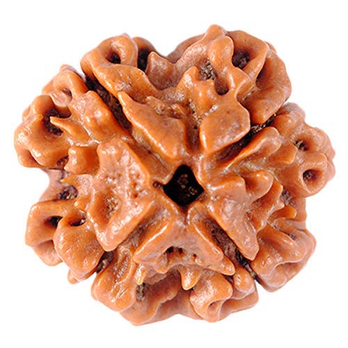 SHIVALOKASHIVALOKA 4 Mukhi Rudraksha Original Certified Nepal Origin Brown Bead 15-18 mm size (Four Face) For Men and Women (with Laboratory Report).